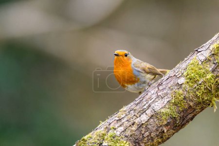 Photo for Robin, Erithacus rubecula, perched on a moss covered log, looking left - Royalty Free Image