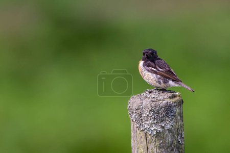 Photo for Male Stonechat, Saxicola rubicola, perched on a fence post. - Royalty Free Image