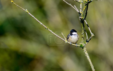 Photo for Coal Tit, Periparus ater, on a lichen covered branch. - Royalty Free Image