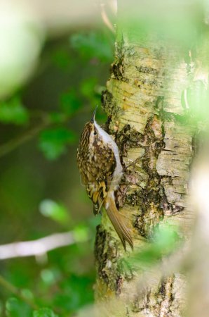 Téléchargez les photos : Certhia familiaris, grimper à un arbre dans les bois - en image libre de droit