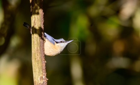 Photo for Nuthatch, Sitta europaea, climbing down a tree branch - Royalty Free Image