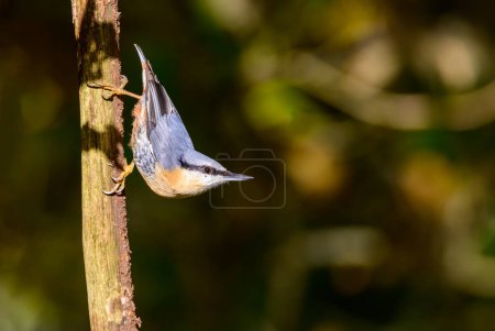 Photo for Nuthatch, Sitta europaea, climbing down a tree branch - Royalty Free Image