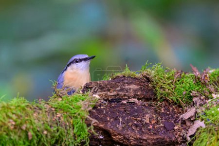 Photo for Nuthatch, Sitta europaea, perched behind a moss covered log - Royalty Free Image