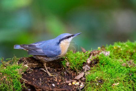 Photo for Nuthatch, Sitta europaea, perched on a moss covered log - Royalty Free Image