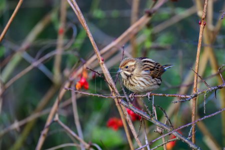 Photo for Female Reed bunting, Emberiza schoeniclus, perched on a bush twig - Royalty Free Image