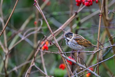 Photo for Male Reed bunting, Emberiza schoeniclus, perched on a bush twig - Royalty Free Image