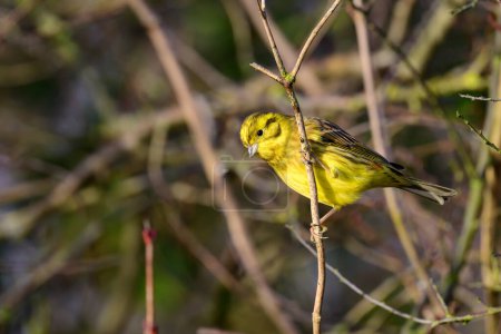 Photo for Male Yellowhammer, Emberiza citrinella, perched on a bush - Royalty Free Image