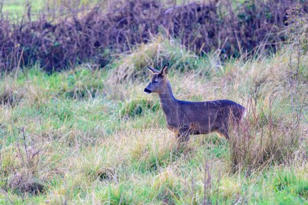 Photo for Female Roe deer, Capreolus capreolus. - Royalty Free Image