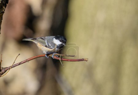 Photo for Coal tit, Periparus ater, perched on a twig - Royalty Free Image