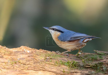 Photo for Nuthatch, Sitta europaea, perched on a dead branch - Royalty Free Image