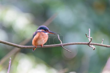 Kingfisher, Alcedo atthis, perched on a branch