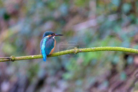 Kingfisher, Alcedo atthis, perched on a branch