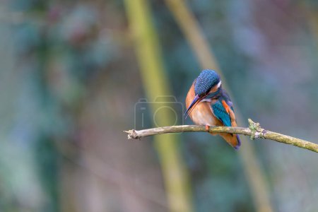 Kingfisher, Alcedo atthis, perched on a branch preening