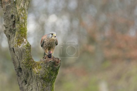 Cernícalo macho, Falco Tinnunculus, encaramado en un tronco de árbol