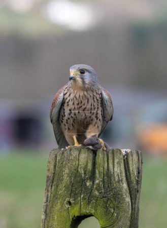 Cernícalo macho, Falco Tinnunculus, posado en un poste de la puerta
