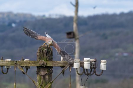Turmfalkenmännchen Falco Tinnunculus auf der Flucht