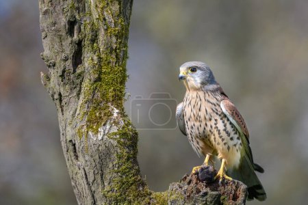 Cernícalo macho, Falco Tinnunculus, encaramado en un tronco de árbol