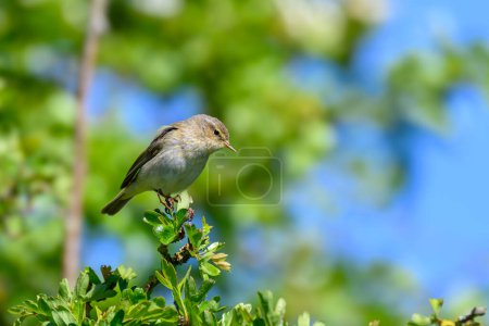 Photo for Chiffchaff, Phylloscopus collybita, perched on a tree branch - Royalty Free Image