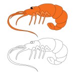 Shrimp Clipart. Aquatic Animal Clipart for Lovers of Underwater Sea Animals, Marine Life, and Sea Life