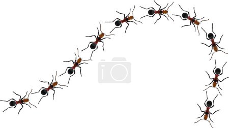 Hormigas obreras sendero línea plana diseño vector ilustración aislado sobre fondo blanco. Vista superior de hormigas insecto camino camino marchando en la fila de la línea. Control de plagas o concepto de búsqueda de insectos.