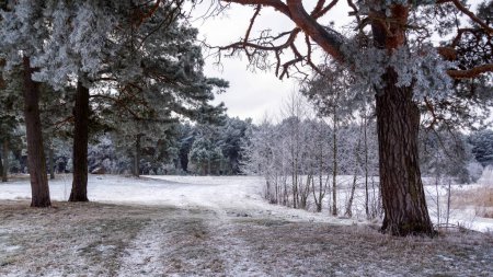 Téléchargez les photos : La beauté du paysage hivernal de la vallée de Narew, Podlasie, Pologne - en image libre de droit