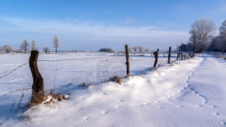 Téléchargez les photos : Randonnée hivernale dans la vallée de la Narew, Podlasie, Pologne - en image libre de droit