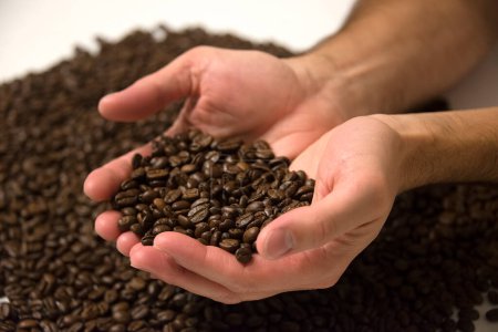 Téléchargez les photos : Mains de fermier montrant grains de café - en image libre de droit