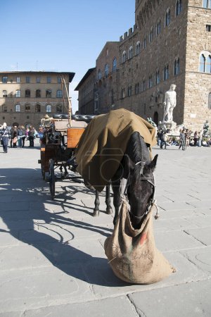 Téléchargez les photos : Manger du cheval sur la place de Florence - en image libre de droit