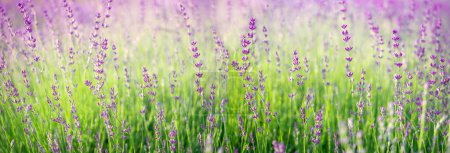 Purple lavender flowers field blooming. Banner