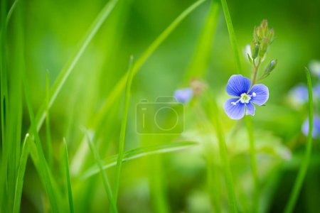 Photo for Wild blue gepsyweed or Veronica germander flower in the meadow. Copy space - Royalty Free Image