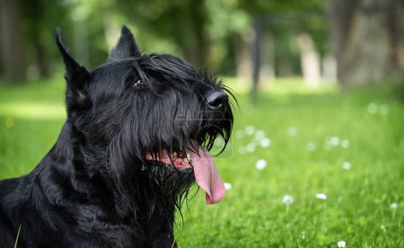 Portrait of black giant schnauzer purebred dog on green grass background. 