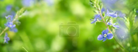 Photo for Wild blue gepsyweed or Veronica germander flower in the meadow. Banner - Royalty Free Image
