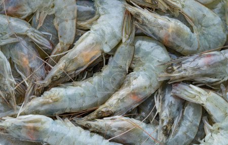 Photo for Vannamei prawn or Pacific white shrimps background. Top view, directly above. - Royalty Free Image