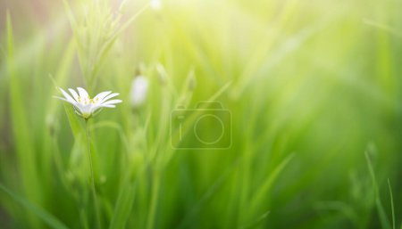 Stellaria holostea white wildflower in green grass with sun rays. Copy space, close up