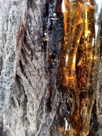 Foto de Savia pegajosa de resina de árbol en la corteza del árbol - Imagen libre de derechos