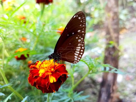 King crow butterfly feeding on marigold flower nectar