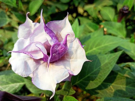 Datura metel Blume, allgemein bekannt als indischer Dornapfel, Teufelstrompete oder Engelstrompete