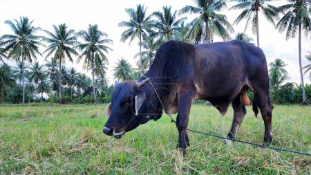 Photo for In the afternoon in the village of Masolo, the appearance of Brahmin cows in the rice fields, Brahman cows are descendants of Zebu or Boss Indiscuss cows, originally from India - Indonesian brahmin cattle - Royalty Free Image