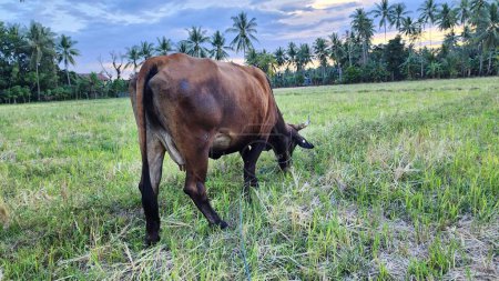 Foto de Por la tarde en el pueblo de Masolo, la aparición de las vacas brahmanes en los campos de arroz, las vacas brahmanes son descendientes de Zebu o Boss Indiscuss vacas, originarias de la India - ganado brahmán indonesio - Imagen libre de derechos
