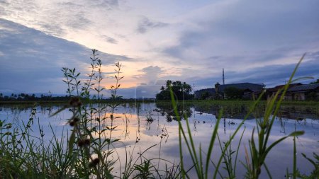 Téléchargez les photos : Lever de soleil dans la matinée qui est très belle de la grappe rizière à 06 : 00, la zone rizière du village de Masolo pinrang indonesia - en image libre de droit