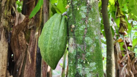 Téléchargez les photos : Ce type de cacao peut être trouvé en Asie, en particulier en Indonésie, avec des terres tropicales fertiles - en image libre de droit
