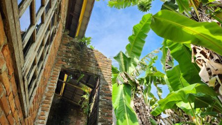 Téléchargez les photos : Une maison inhabitée qui a cultivé des champignons et de l'herbe sur les murs de la maison, village de Masolo Pinrang, Indonésie - en image libre de droit