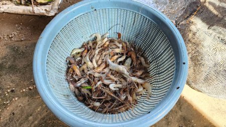 Téléchargez les photos : Crevettes blanches, crevettes fraîches de rivière filetées de la rivière Saddang le matin, pinrang indonesia - en image libre de droit