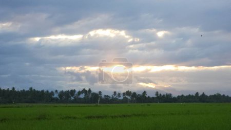 Téléchargez les photos : Belle atmosphère naturelle rurale, zone de lever de soleil des rizières le matin dans le village de Masolo Pinrang, Indonésie - en image libre de droit