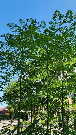 Téléchargez les photos : Moringa oleifera, Moringaceae. Moringa arbres et feuilles au cours de la journée, l'un des légumes avec une valeur nutritive très élevée, pousse beaucoup et est consommé par les Indonésiens - en image libre de droit