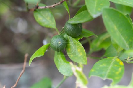 Photo for Subgenus Papeda, Mauritius papeda, is a type or citrus fruit that tastes very sour as a food spice, Kaffir lime, citrux papeda, tropical plant, Asia Indonesia - Royalty Free Image