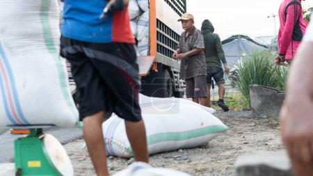 Téléchargez les photos : Pinrang Indonésie, 14 octobre 2023 : Récolte des céréales des agriculteurs en sacs achetés par les commerçants, après-midi dans le village de Masolo Pinrang, agriculteurs indonésiens - en image libre de droit