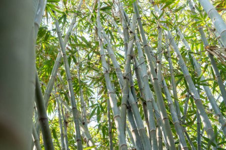 Téléchargez les photos : (Phyllostachys) Poaceae Paysage d'arbres et de feuilles de bambou dans le jardin, Asie Indonésie - en image libre de droit