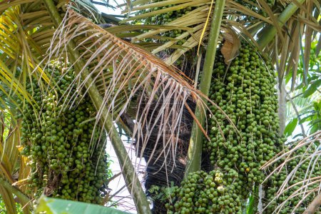 Téléchargez les photos : (Arenga pinnata) Caryota mitis Lour Paysage de palmiers et de fruits dans la forêt, Pinrang Indonésie - en image libre de droit