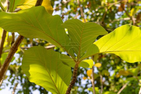 Foto de (Tectona grandis, ) ficus lyrata background young teak leaves in garden, asia Indonesia - Imagen libre de derechos